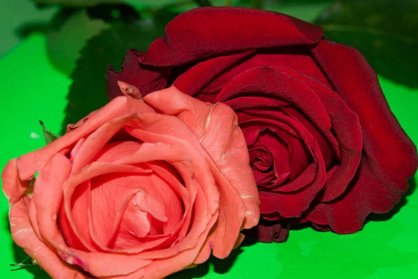 Duas Flores Rosas Perto Conceito Verão — Fotografia de Stock