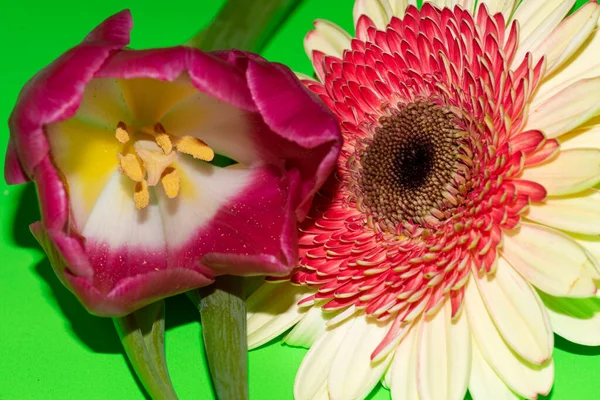 Gerbera ve lale çiçekleri kapanıyor, yaz konsepti.