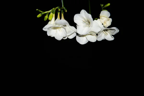 Winzige Weiße Orchideenblüten Auf Schwarzem Hintergrund — Stockfoto