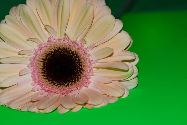 Gerbera çiçeği yakın çekim, yaz konsepti.