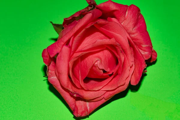 Parlak güzel çiçek, çiçek konsepti