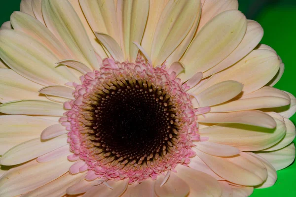 Gerbera Kwiat Zbliżenie Koncepcja Latem — Zdjęcie stockowe