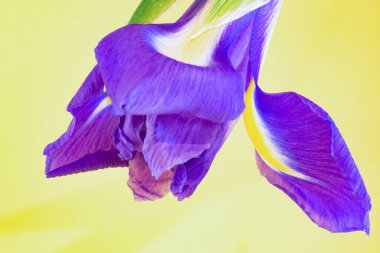 Sarı arka planda güzel mavi süsen çiçeği