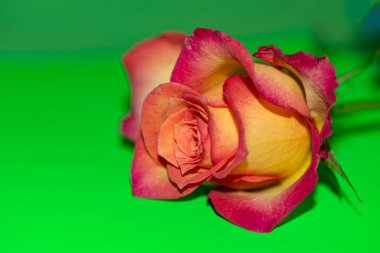 Güzel gül çiçeği, yaz konsepti, yakın manzara  