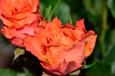 Güzel güller, yaz konsepti, yakın manzara  