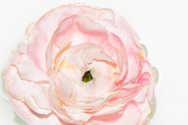 Güzel pembe Eustoma çiçeği, yakın görüş.