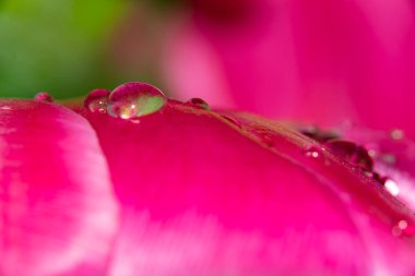 Çiçek açarken su damlasına yakın.