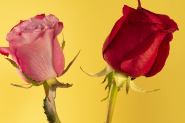 Güzel güller, yaz konsepti, yakın manzara  