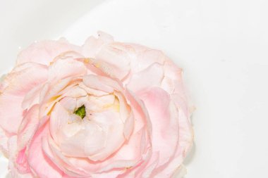 Güzel pembe Eustoma çiçeği, yakın görüş.