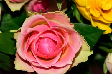 Güzel güller, yaz konsepti, yakın manzara  