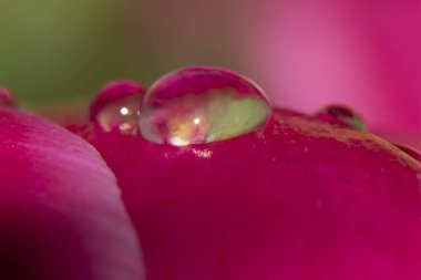 Çiçek açarken su damlasına yakın.