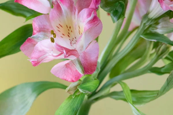 Vakre Rosa Blomster Sommerkonsept God Utsikt – stockfoto