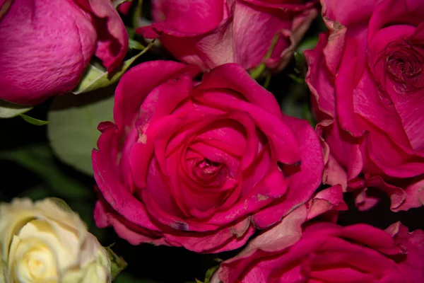 Schöne Rosen Sommerkonzept Nahsicht — Stockfoto