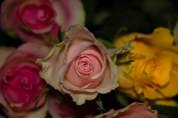 美丽的玫瑰 夏日的概念 — 图库照片