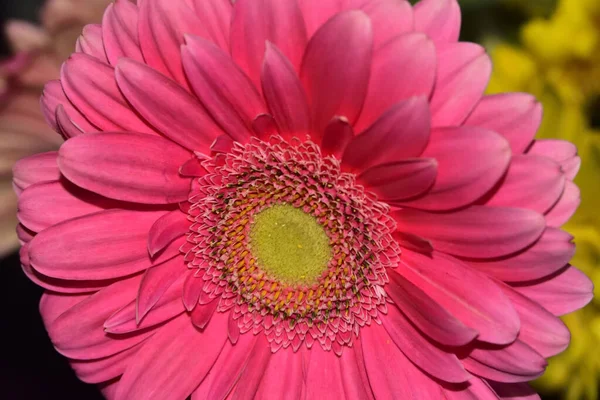 Piękne Gerbera Kwiaty Widok Bliska Kwiatowa Koncepcja — Zdjęcie stockowe