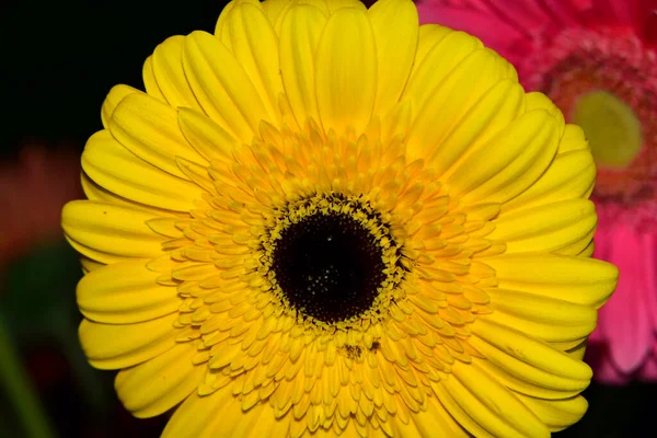 Krásné Gerber Květiny Zblízka Pohled Květinový Koncept — Stock fotografie