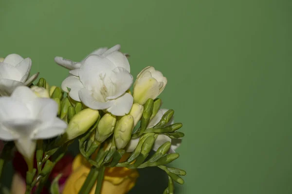 Ανοιξιάτικα Λευκά Λουλούδια Κοντινή Θέα — Φωτογραφία Αρχείου