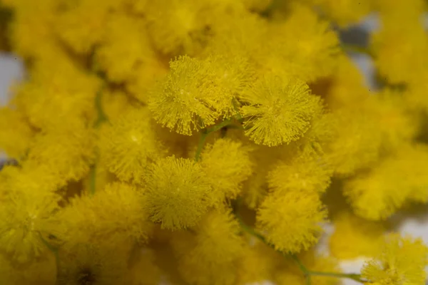 Vista Cerca Hermosas Flores Amarillas —  Fotos de Stock