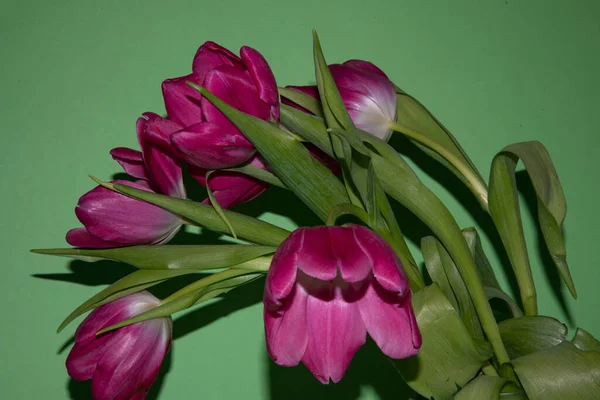 Rosa Tulpenblüten Schöne Frühlingsblumen Konzept — Stockfoto