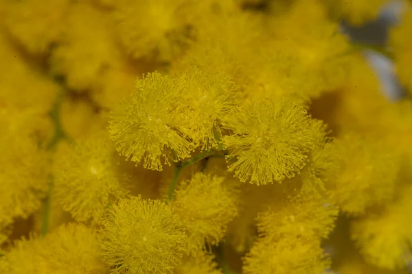 Bliska Widok Pięknych Żółtych Kwiatów — Zdjęcie stockowe