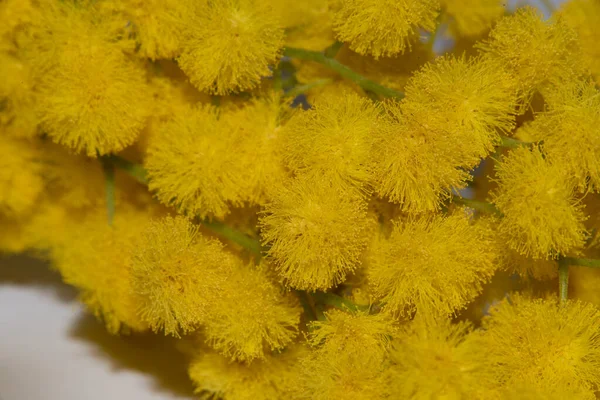 Közeli Kilátás Gyönyörű Sárga Virágok — Stock Fotó