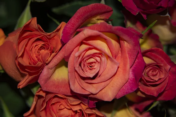 Belles Roses Concept Été Vue Rapprochée — Photo