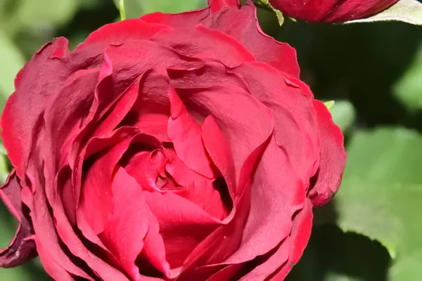 美丽的玫瑰花 夏天的概念 — 图库照片