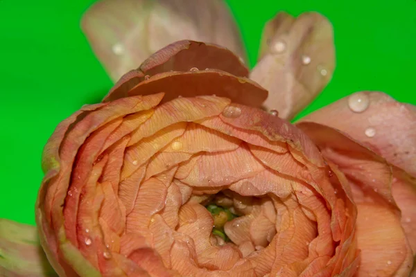 Zbliżenie Obraz Piękny Kwiat Koncepcja Latem — Zdjęcie stockowe
