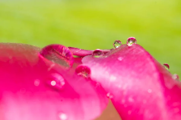 Close Water Drop Blooming Flower Stock Image