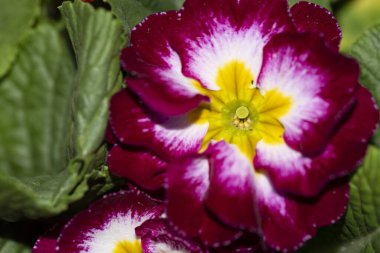 Kapatın güzel ve parlak çiçekleri