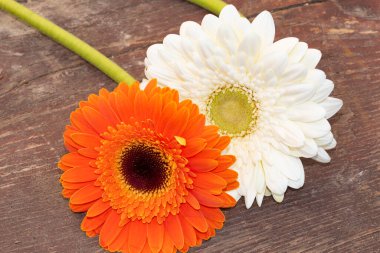 Ahşap yüzeyde gerbera çiçekleri, yaz konsepti