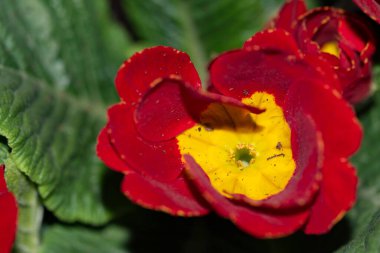 Kapatın güzel ve parlak çiçekleri