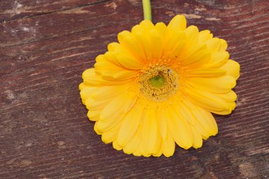 Ahşap yüzeyde gerbera çiçeği, yaz konsepti.