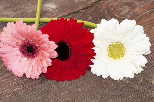 Gerbera Květiny Dřevěném Povrchu Letní Koncept — Stock fotografie