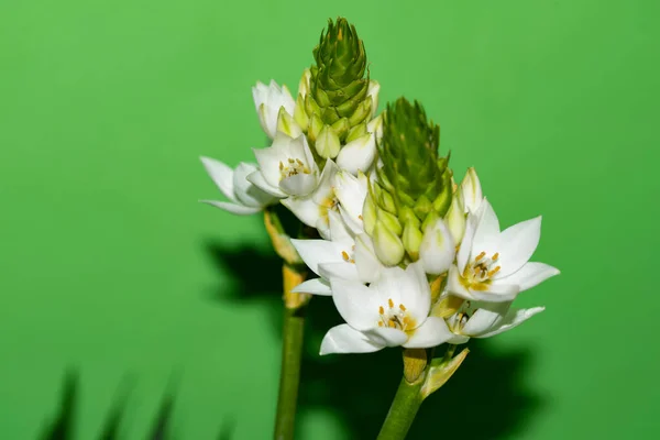 Belas Flores Brancas Fundo Conceito Verão Vista Próxima — Fotografia de Stock
