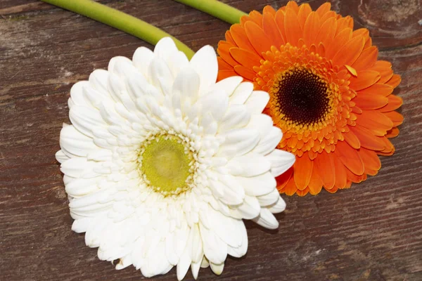 Gerbera Květiny Dřevěném Povrchu Letní Koncept — Stock fotografie