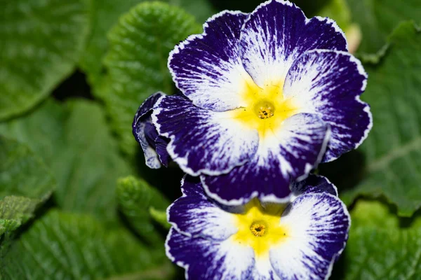 Primer Plano Flores Hermosas Brillantes — Foto de Stock