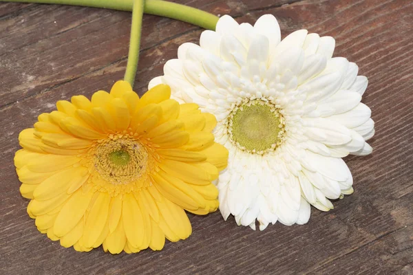 Gerbera Blüten Auf Holzoberfläche Sommerkonzept — Stockfoto