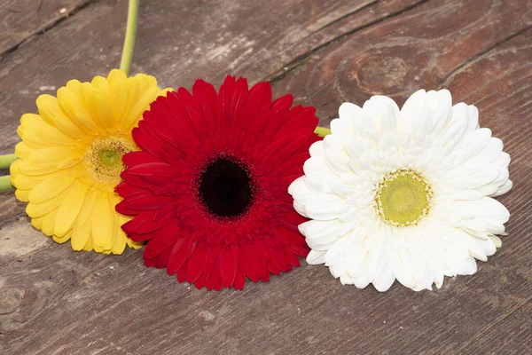 Gerbera Květiny Dřevěném Povrchu Letní Koncept — Stock fotografie