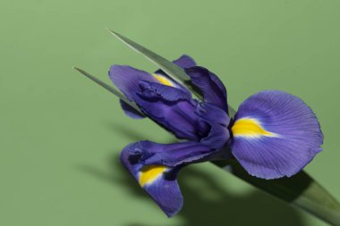 Güzel iris çiçeği, yakın görüş.