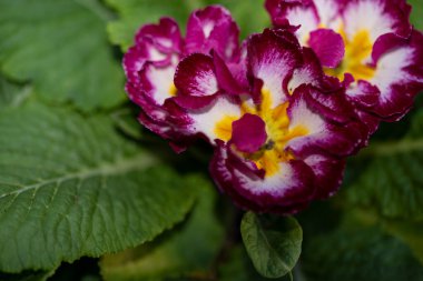 Kapatın güzel ve parlak çiçekleri