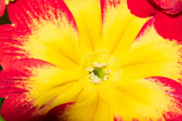 Nahaufnahme Einer Schönen Und Leuchtenden Blume — Stockfoto
