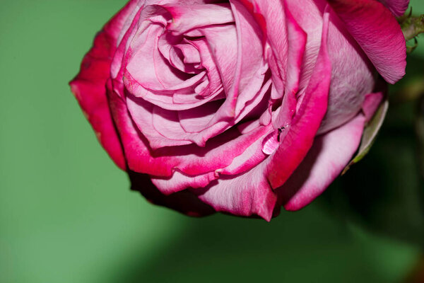 Beautiful pink rose flower close-up