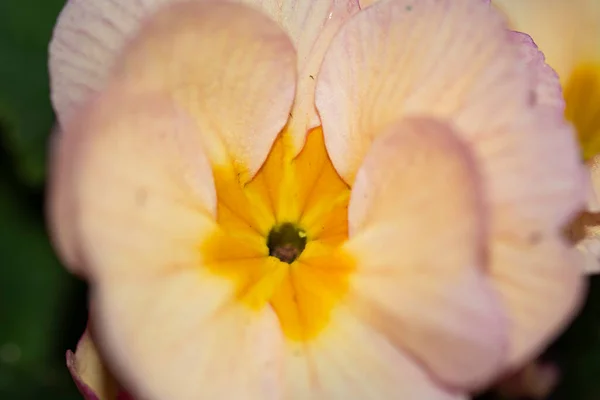 Närbild Vackra Och Ljusa Blomma — Stockfoto