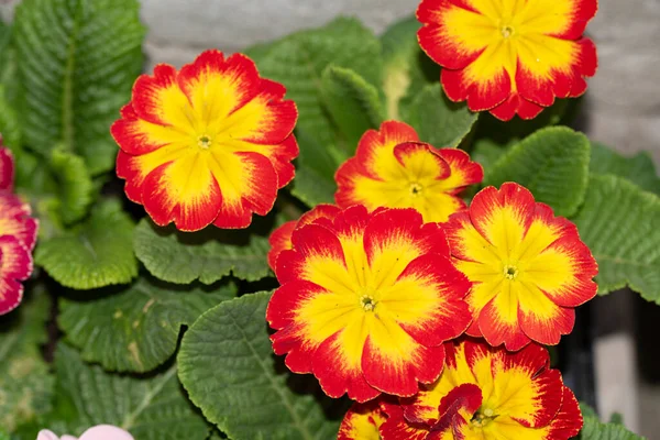 Närbild Vackra Och Ljusa Blommor — Stockfoto
