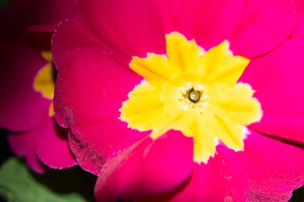 Nahaufnahme Von Schönen Und Leuchtenden Blumen — Stockfoto