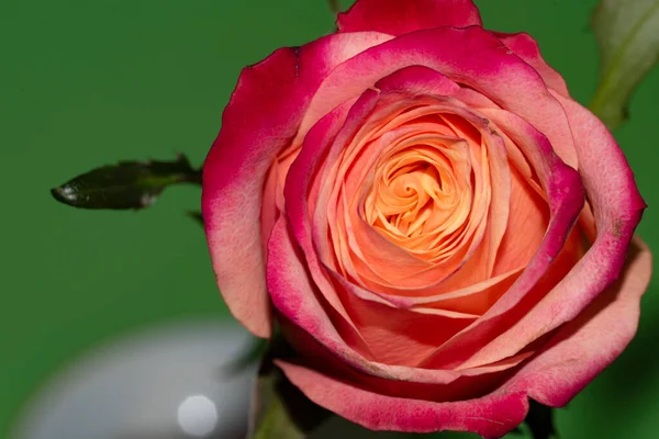 Hermosa Rosa Rosa Flor Primer Plano — Foto de Stock