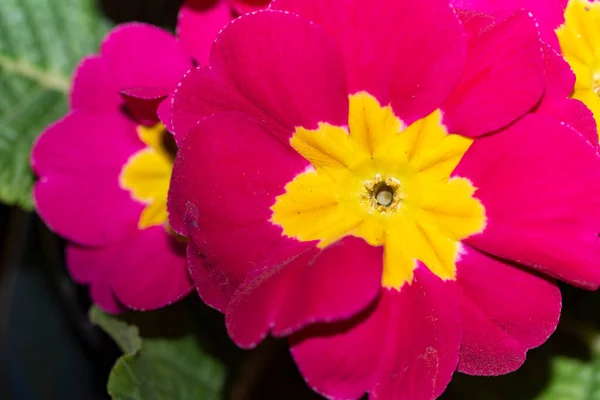 Zbliżenie Piękne Jasne Kwiaty — Zdjęcie stockowe