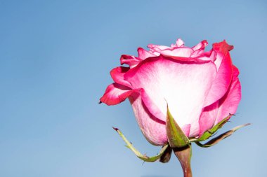 Güzel tek gül çiçeği, yakın görüş, yaz konsepti.