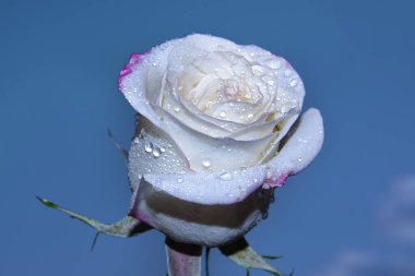 Güzel tek gül çiçeği, yakın görüş, yaz konsepti.